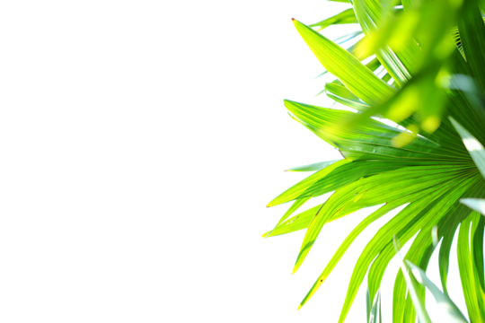3d icon of closeup of vibrant green palm leaves against a bright transparent background, suggesting nature and freshness