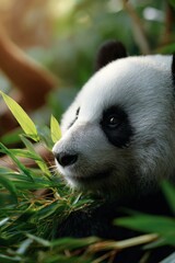 Fototapeta premium Cute panda resting in lush bamboo grove with sunlight filtering through leaves