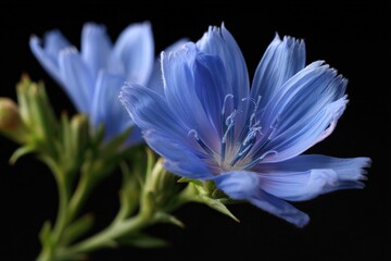 Delicate blue chicory flower blooming against black background