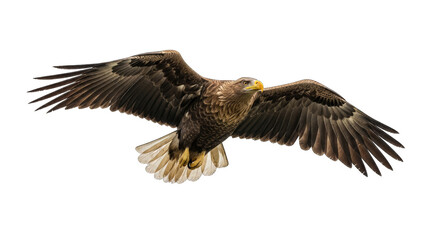 Obraz premium Majestic White Tailed Eagle Spreading Wings in Flight Against a Transparent Background in Daylight