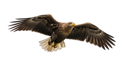 Majestic White Tailed Eagle Spreading Wings in Flight Against a Transparent Background in Daylight