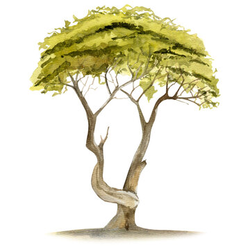 Hand-painted watercolor acacia tree illustration &ndash; African savanna nature art, safari landscape wall decor, boho greenery print, tropical botanical artwork, digital download