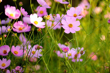 秋の花コスモス