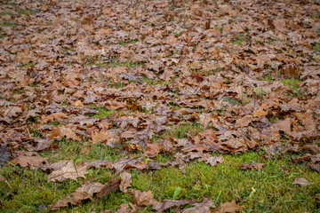 A thick layer of rain-soaked oak leaves covers vibrant green moss and grass, creating a rich autumn texture on the forest floor.