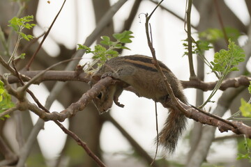 Squirrel on a branch 