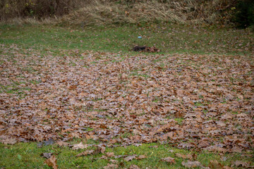 A thick layer of damp brown leaves lies scattered over a grassy meadow during late autumn, creating a natural seasonal texture.