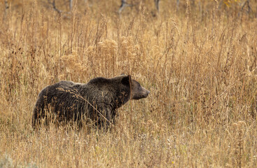 Grizzly Bear in Tall Weeds in Autumn in Grand Teton National Park Wyoming