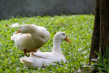 Two white Pekin ducks resting peacefully on green grass in a park at Taman Langsat, Kebayoran Baru, Jakarta