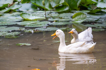 The white Pekin ducks swimming in a natural pond surrounded by green lily pads at Taman Langsat, Kebayoran Baru, Jakarta.