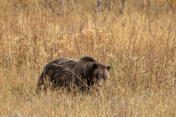 Grizzly Bear in Tall Weeds in Autumn in Grand Teton National Park Wyoming