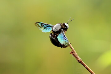 Insect on a branch