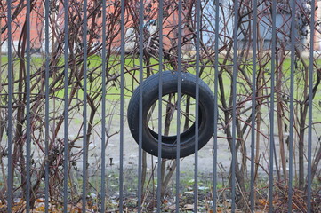 A discarded used rubber tire hangs on a bare bush branch behind a lattice metal fence