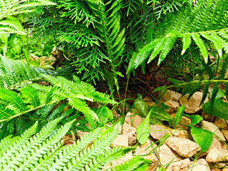 Lush green ferns growing among stones in a serene natural setting