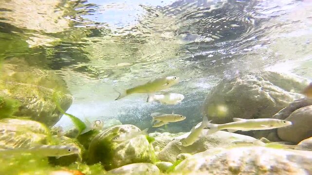 Shoal of fish Squalius squalus,Italian Chub or Cavedano,swimming in a clear Lazio river among rocks and algae,showing natural freshwater biodiversity and Mediterranean aquatic wildlife behavior.