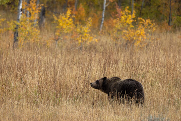 Grizzly Bear in Tall Weeds in Autumn in Grand Teton National Park Wyoming