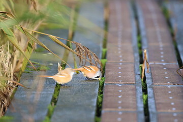 bearded reedling