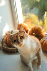 Autumn photos of a cat with pumpkins.

