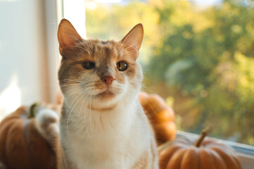 Autumn photos of a cat with pumpkins.

