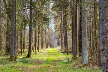 Fototapeta premium Path in Bialowieza Forest in Poland, spring