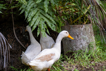 Three domestic white ducks with orange beaks and feet stand among green grass and foliage in a natural outdoor farm environment.