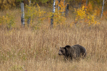 Grizzly Bear in Tall Weeds in Autumn in Grand Teton National Park Wyoming