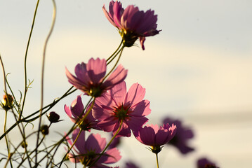 コスモス後ろ姿