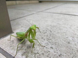 Green Praying Mantis Macro Photography – Detailed Eyes, Antennae, and Dynamic Pose with Blank Background Space