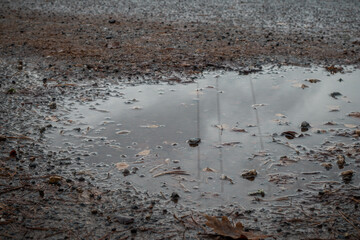 Shallow puddle formed on a gravel surface after rain, filled with pine needles, leaves, and small rocks under gloomy skies.