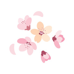 Delicate pink and peach cherry blossoms and petals scattered