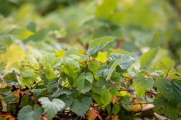 Green leaves of wild grapes against a blurred natural background