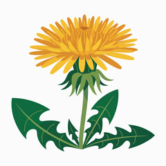 Bright yellow dandelion flower with green leaves isolated on white background
