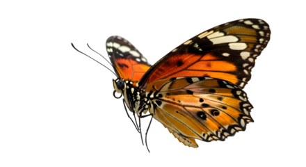 Beautiful monarch butterfly with intricate wing patterns isolated on transparent background