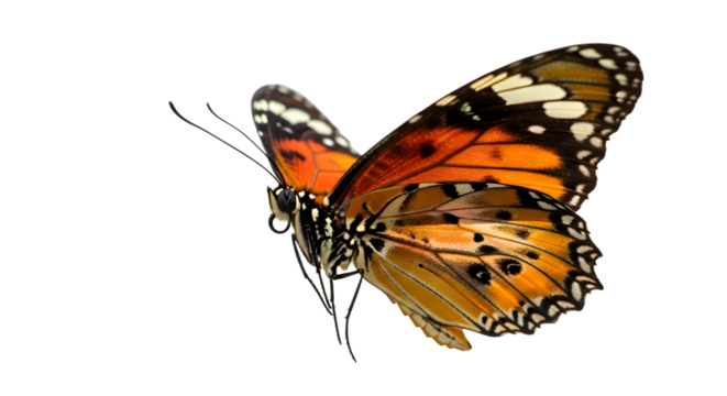 Beautiful monarch butterfly with intricate wing patterns isolated on transparent background