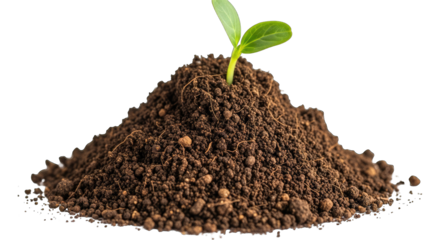 New Green Sprout Emerging From Rich Brown Soil Mound Isolated On A Black Background With Soft Natural Lighting
