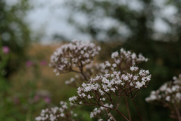 Obraz premium Clusters of small pale pink wildflowers on thin stems with a soft blurred natural background.