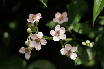 Closeup of delicate blackberry flowers blooming on a dark natural background in soft sunlight.