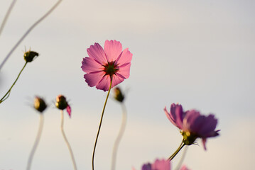 早朝のコスモス