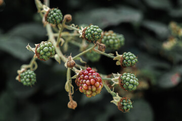 Close-up of ripening blackberries on a branch, showing a red berry among green unripe fruits in natural soft light.