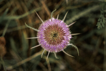 Top-down close-up of a blooming thistle with purple florets and sharp spines, botanical macro in soft natural light.
