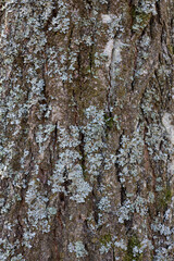 Obraz premium An oak tree bark texture background