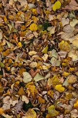 Autumn bright colorful nature background. fallen autumnal leaves close up, texture natural backdrop. top view. full frame