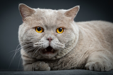 Obraz premium Portrait of lying gray cat with orange eyes close-up. British blue Shorthair cat