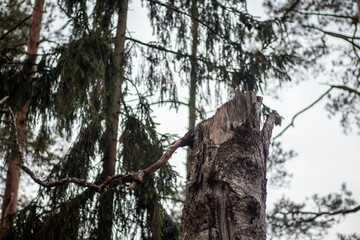 Splintered and decayed tree stump with jagged edges and bare branch remains, surrounded by tall evergreen trees in a dense forest.