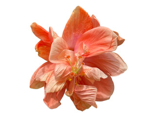 lily isolated on white background, Rose Mallow, Chinese Rose, Hibiscus rosa-sinensis, Hibiscus, Shoe flower, Flowers, leaves, blooming flowers, petals, stamens, pink, orange, yellow, red, green, png