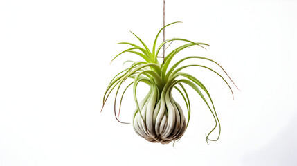 Green air plant hangs against a bright, clean background, perfect for product staging, minimal design, or lifestyle posters.