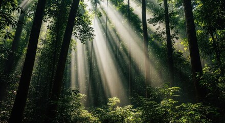Dramatic Sunbeams Illuminating a Lush, Mystical Forest Canopy