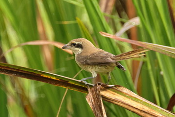 Birds of SL