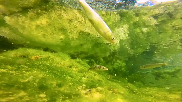 Shoal of fish Squalius squalus,Italian Chub or Cavedano,swimming in a clear Lazio river among rocks and algae,showing natural freshwater biodiversity and Mediterranean aquatic wildlife behavior.