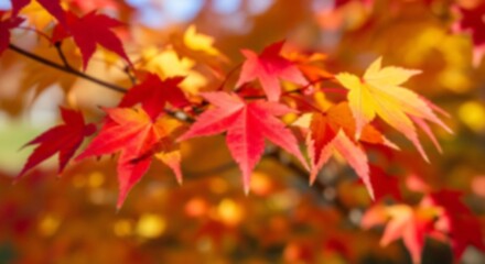 Vibrant autumnal maple leaves showcasing a stunning array of red, orange, and yellow hues, capturing the beautiful essence of the fall season with natural light