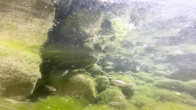 Shoal of fish Squalius squalus,Italian Chub or Cavedano,swimming in a clear Lazio river among rocks and algae,showing natural freshwater biodiversity and Mediterranean aquatic wildlife behavior.